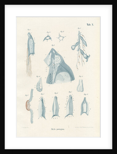 Abyla pentagona' by Adolf Sauer