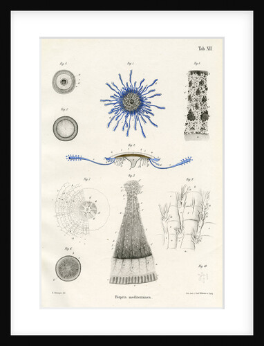 Porpita mediterranea' by Adolf Sauer