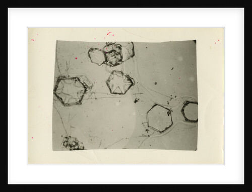 Snow crystals by Unknown