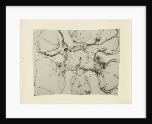 Snow crystal by Unknown