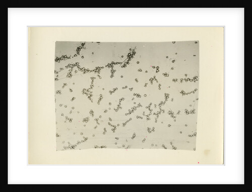 'Water fog droplets' by unknown
