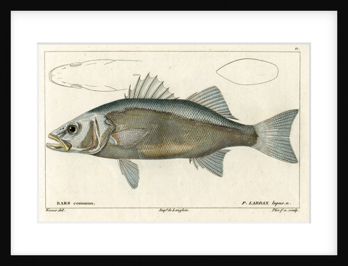 European seabass by Francois Plée