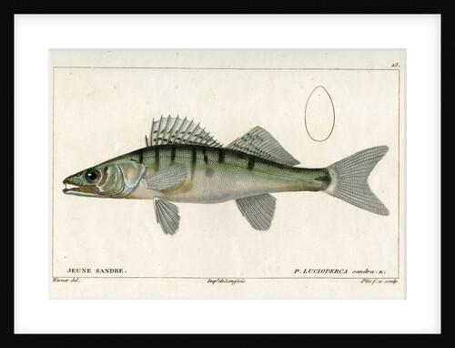 Zander by Francois Plée