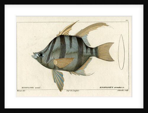 ‘Old Wife’ by Martin Schmeltz