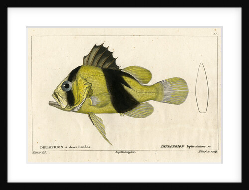 Barred soapfish by Francois Plée