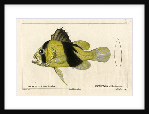 Barred soapfish by Francois Plée