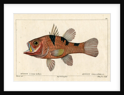 Three-spot cardinalfish by Francois Plée
