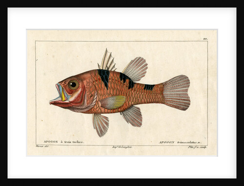 Three-spot cardinalfish by Francois Plée