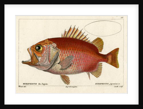 Japanese soldierfish by Smith