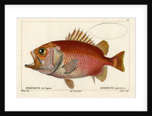 Japanese soldierfish by Smith