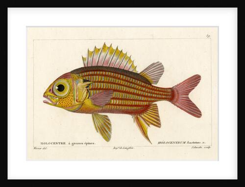 Red squirrelfish by Martin Schmeltz