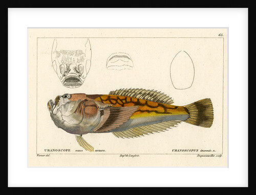 Longnosed stargazer by François Jacques Dequevauviller