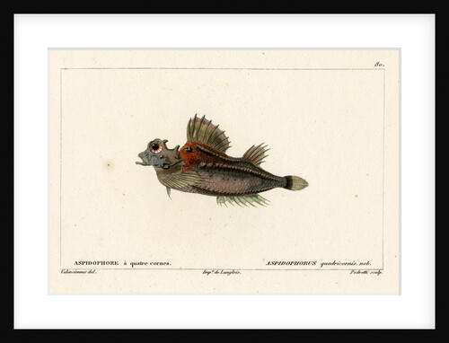 Fourhorn poacher by Vittore Pedretti