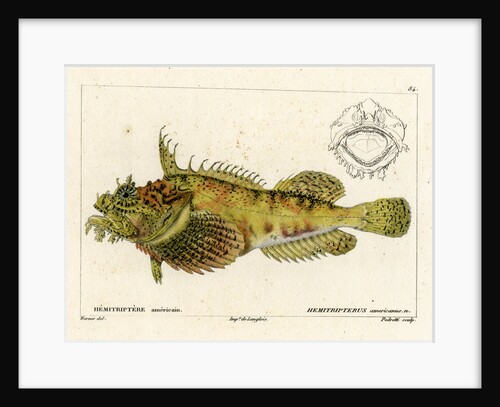 Sea raven by Vittore Pedretti