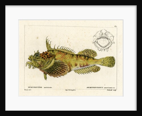 Sea raven by Vittore Pedretti