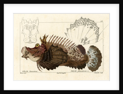 Two-stick stingfish by Martin Schmeltz