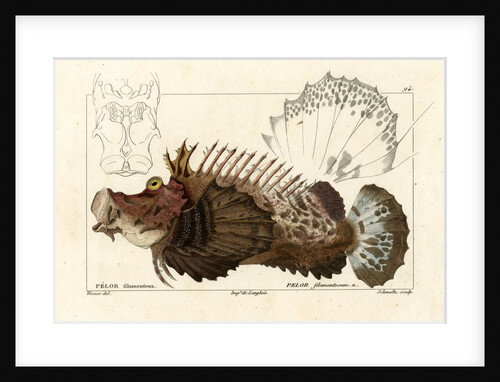 Two-stick stingfish by Martin Schmeltz