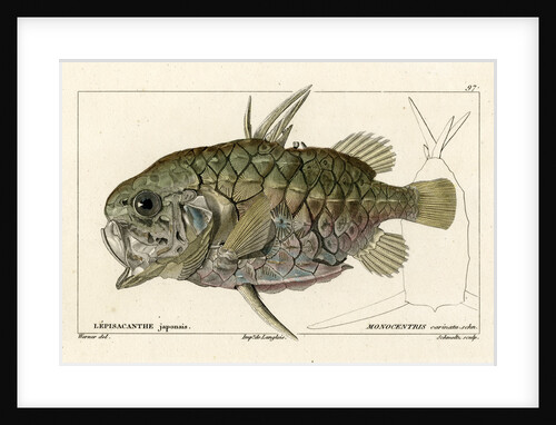 Pinecone fish by Martin Schmeltz