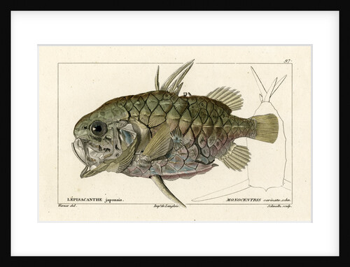 Pinecone fish by Martin Schmeltz
