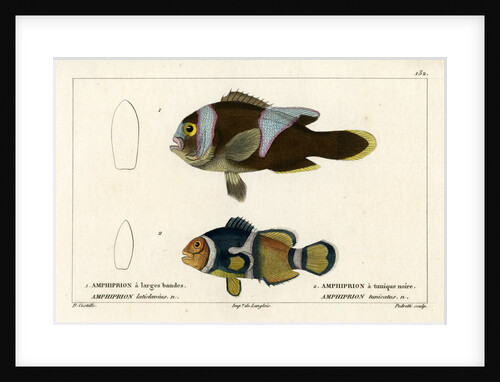 Two clownfishes by Vittore Pedretti