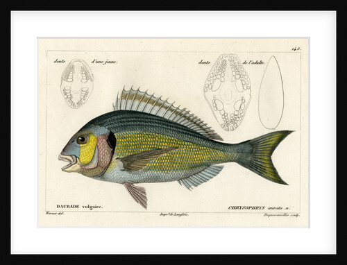 Snapper by François Jacques Dequevauviller