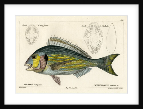 Snapper by François Jacques Dequevauviller