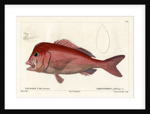 Red stumpnose by François Jacques Dequevauviller