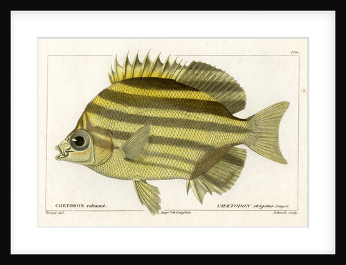 Stripey by Martin Schmeltz