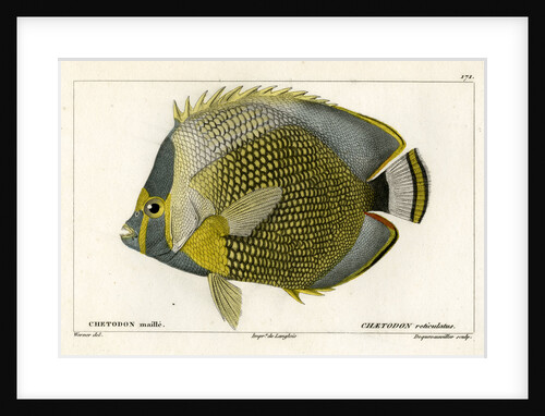 Mailed butterflyfish by François Jacques Dequevauviller