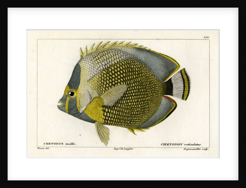 Mailed butterflyfish by François Jacques Dequevauviller