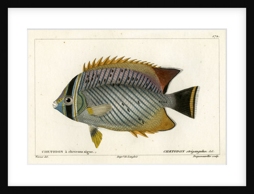 Chevron butterflyfish by François Jacques Dequevauviller