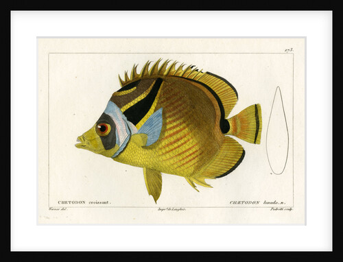 Raccoon butterflyfish by Vittore Pedretti