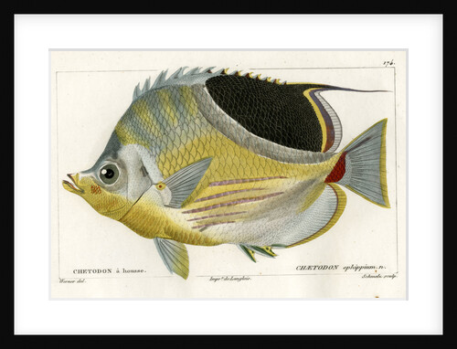 Saddle butterflyfish by Martin Schmeltz