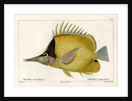 Longnose butterflyfish by Vittore Pedretti