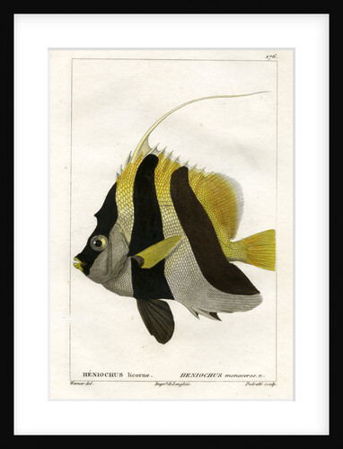 Masked bannerfish by Vittore Pedretti