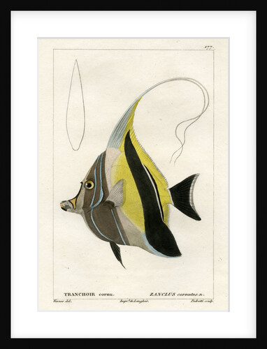 Moorish idol by Vittore Pedretti