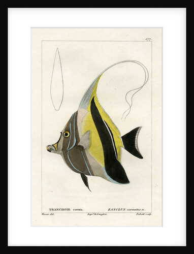 Moorish idol by Vittore Pedretti