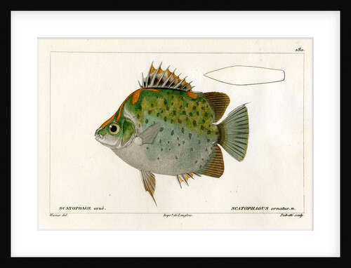 Spotted scat by Vittore Pedretti