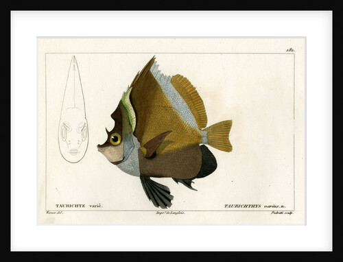 Horned bannerfish by Vittore Pedretti