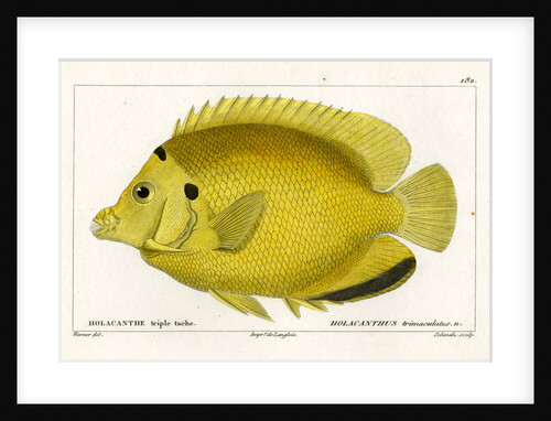 Threespot angelfish by Martin Schmeltz