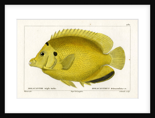 Threespot angelfish by Martin Schmeltz
