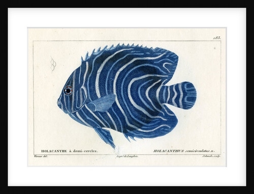 Semicircle angelfish by Martin Schmeltz