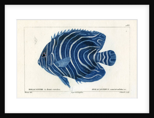Semicircle angelfish by Martin Schmeltz