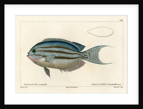 Lamarck’s angelfish by Vittore Pedretti