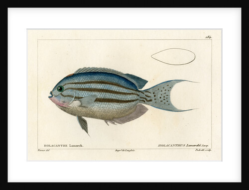 Lamarck's angelfish by Vittore Pedretti