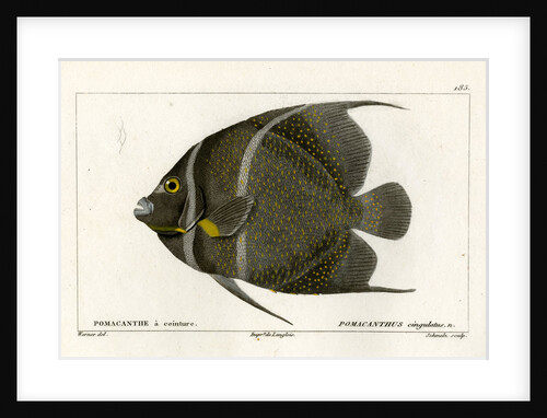 Grey angelfish by Martin Schmeltz