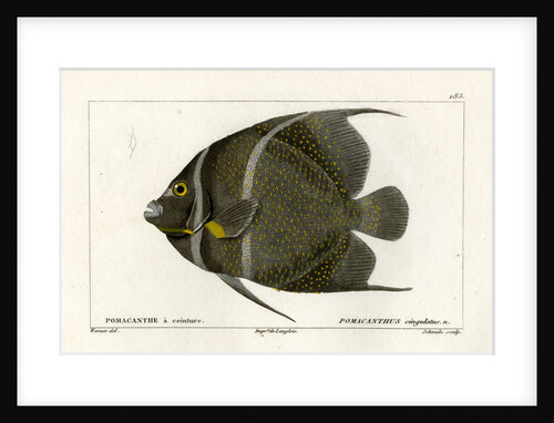 Grey angelfish by Martin Schmeltz