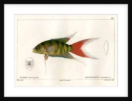 Paradise fish by Martin Schmeltz