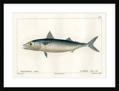 Atlantic chub mackerel by Nicolas Louis Rousseau