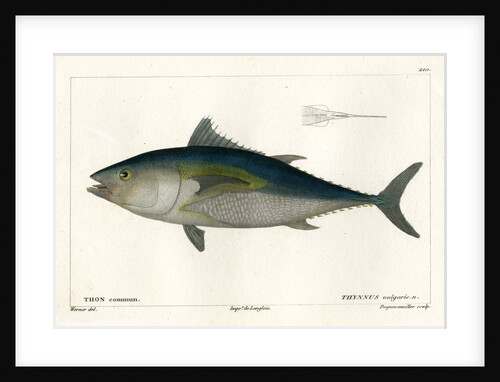 Atlantic bluefin tuna by François Jacques Dequevauviller
